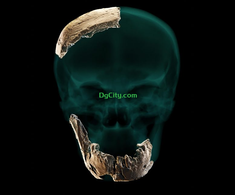 图片[1]-古代人类的发现：新的化石揭示了来自黎凡特的神秘原始人谱系-oserp